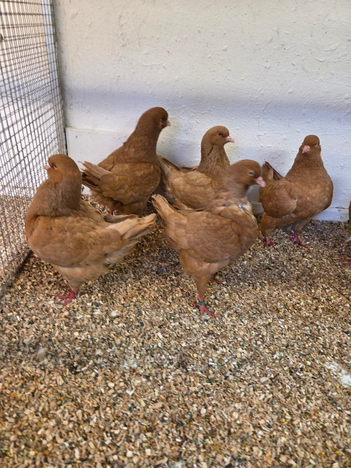 gele king duiven, Dieren en Toebehoren, Vogels | Duiven, Meerdere dieren, Overige soorten