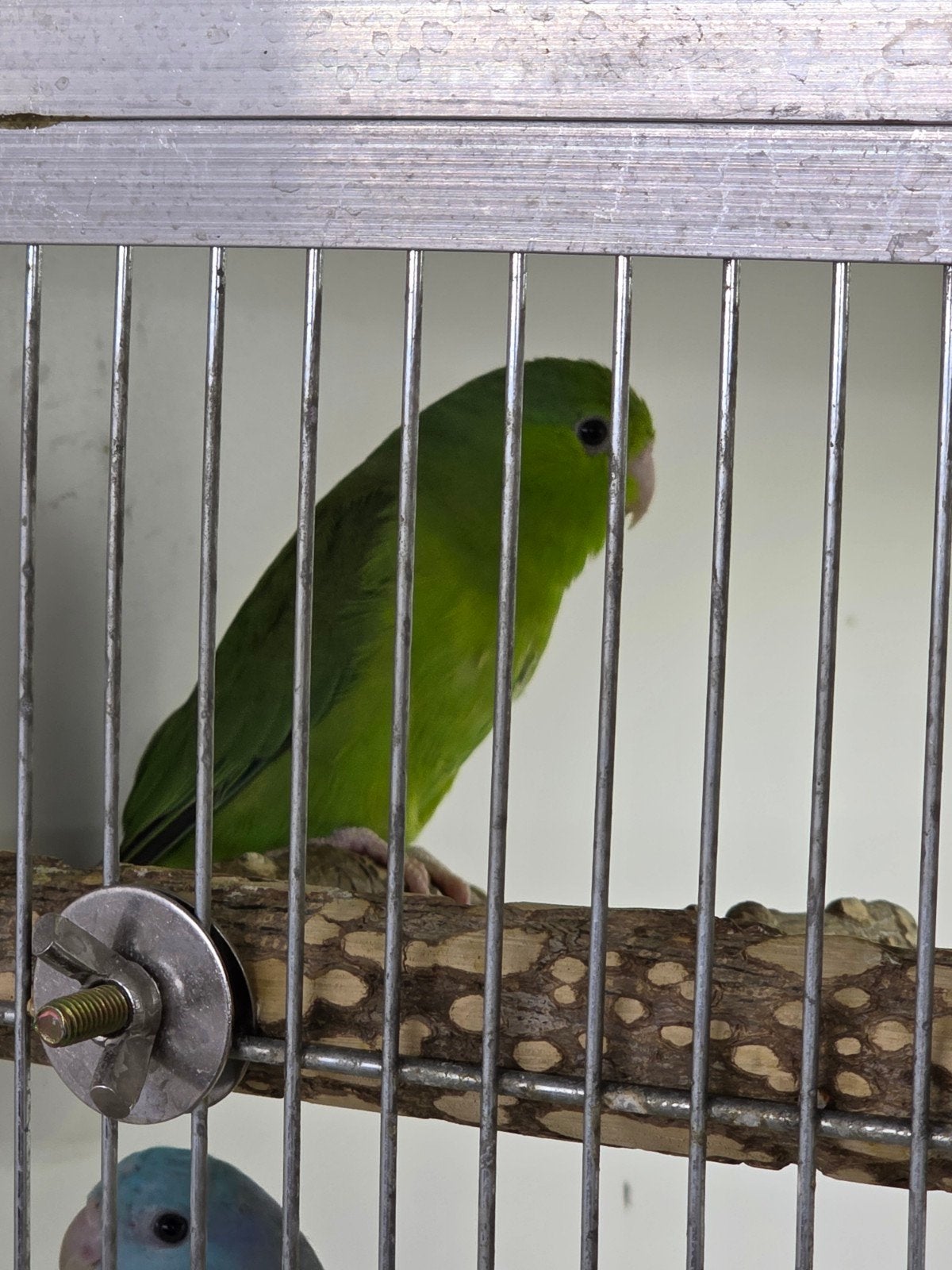 forpus pop 2026 groen, Dieren en Toebehoren, Vogels | Parkieten en Papegaaien, Vrouwelijk, Dwergpapegaai of Agapornis