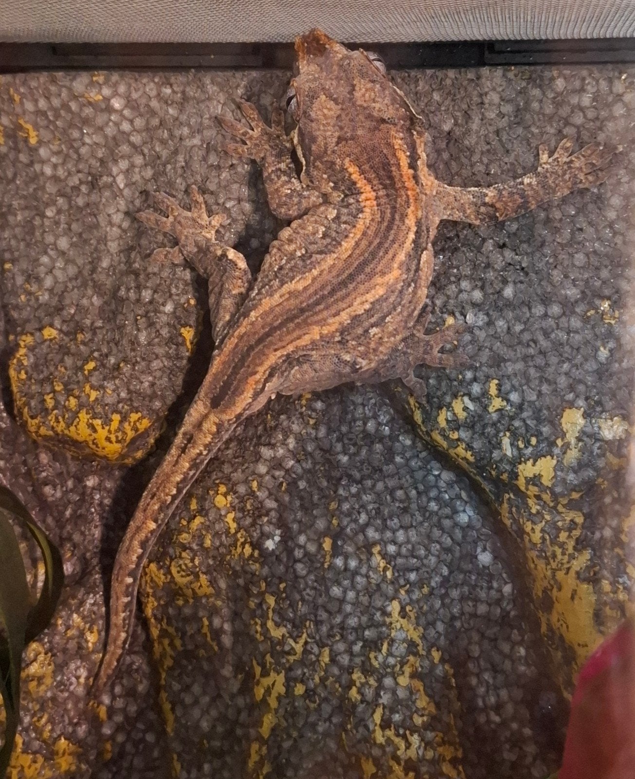Gargoyle gekko, Dieren en Toebehoren, Reptielen en Amfibieën, Hagedis, 3 tot 6 jaar