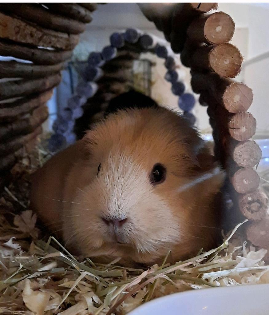 Vakantie opvang cavia konijn oppas cavia's knaagdieren, Oppas