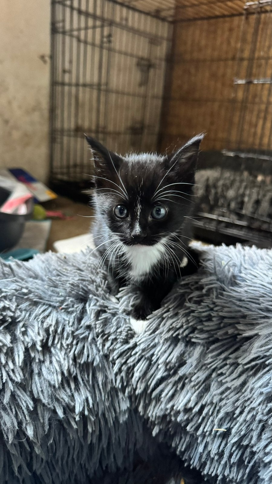 Lief duo boerderijkittens, Dieren en Toebehoren, Poes