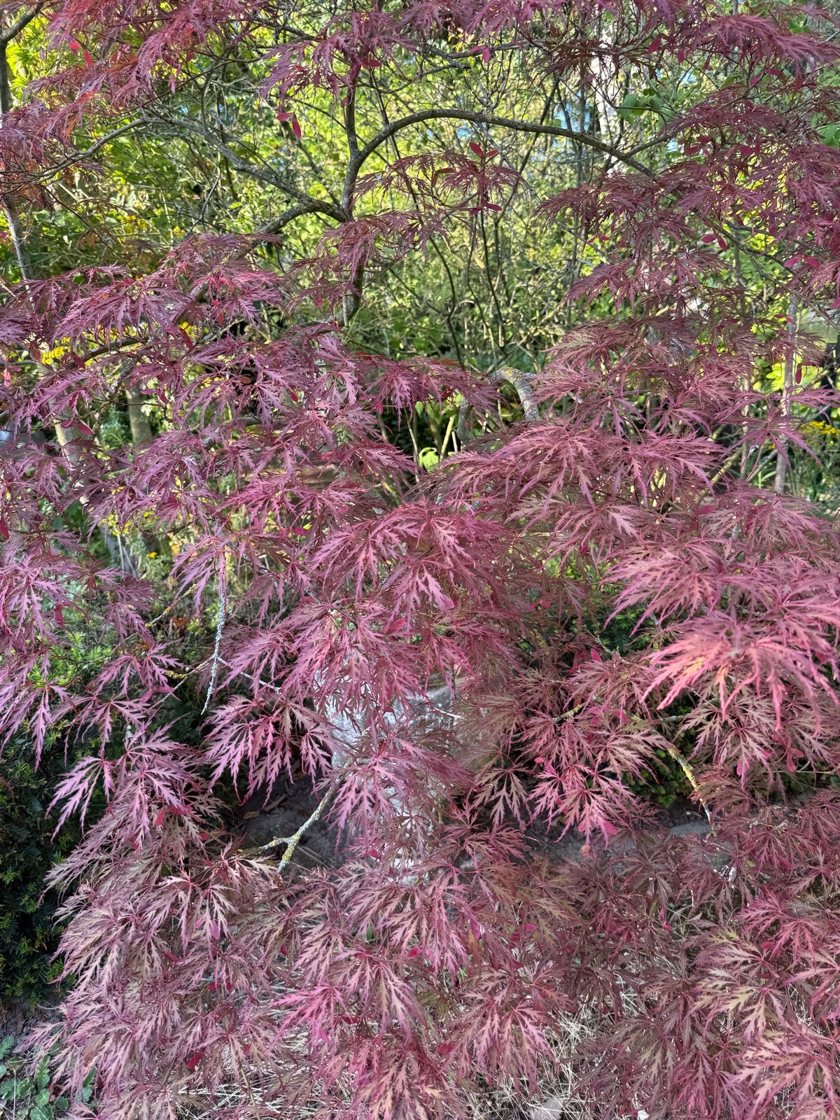 Japanse Esdoorn (Acer Palmatum) exclusief pot, Vaste plant, Halfschaduw, Zomer, Ophalen