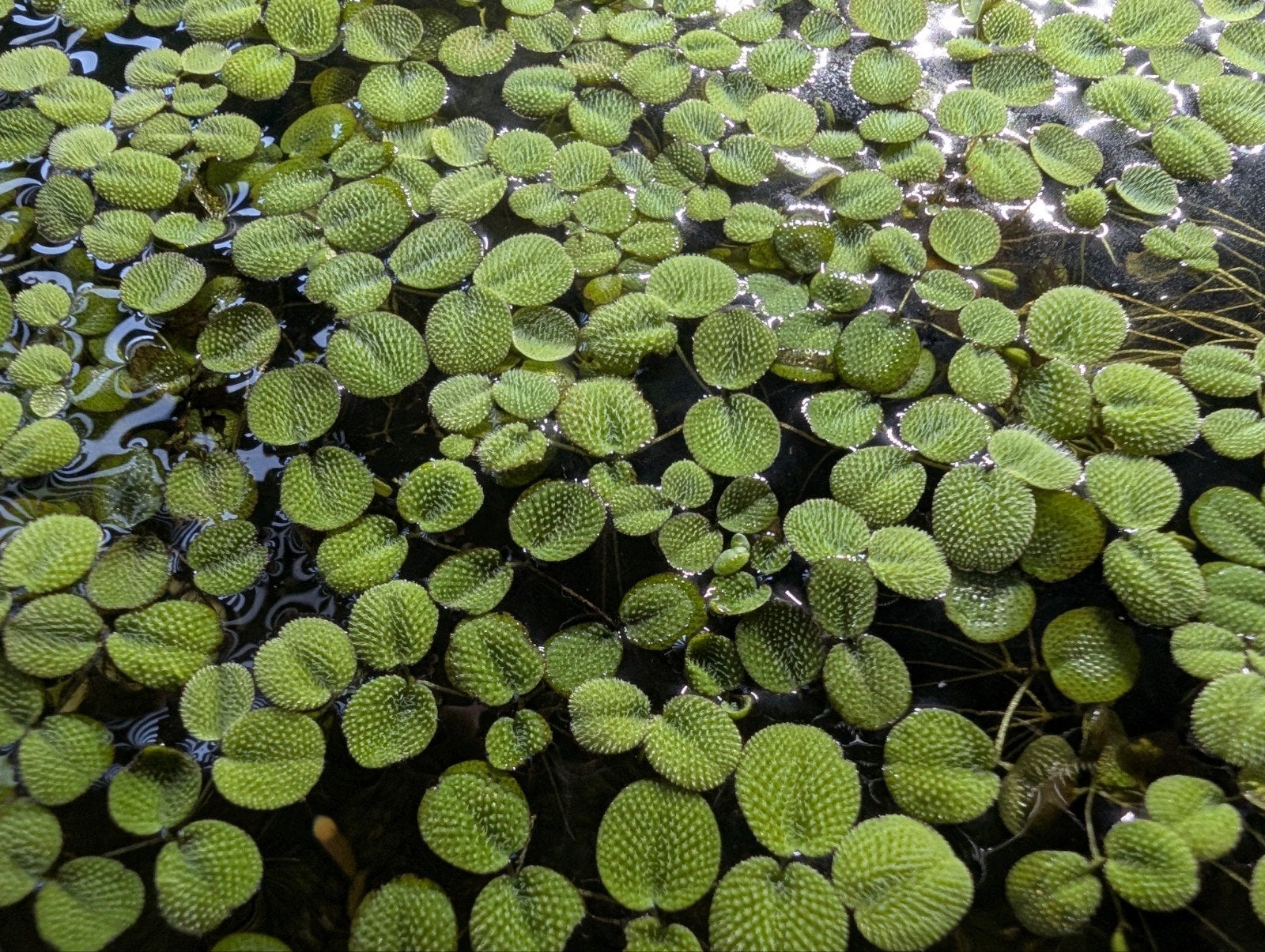 Drijfplanten aquarium salvinia minima, Ophalen of Verzenden
