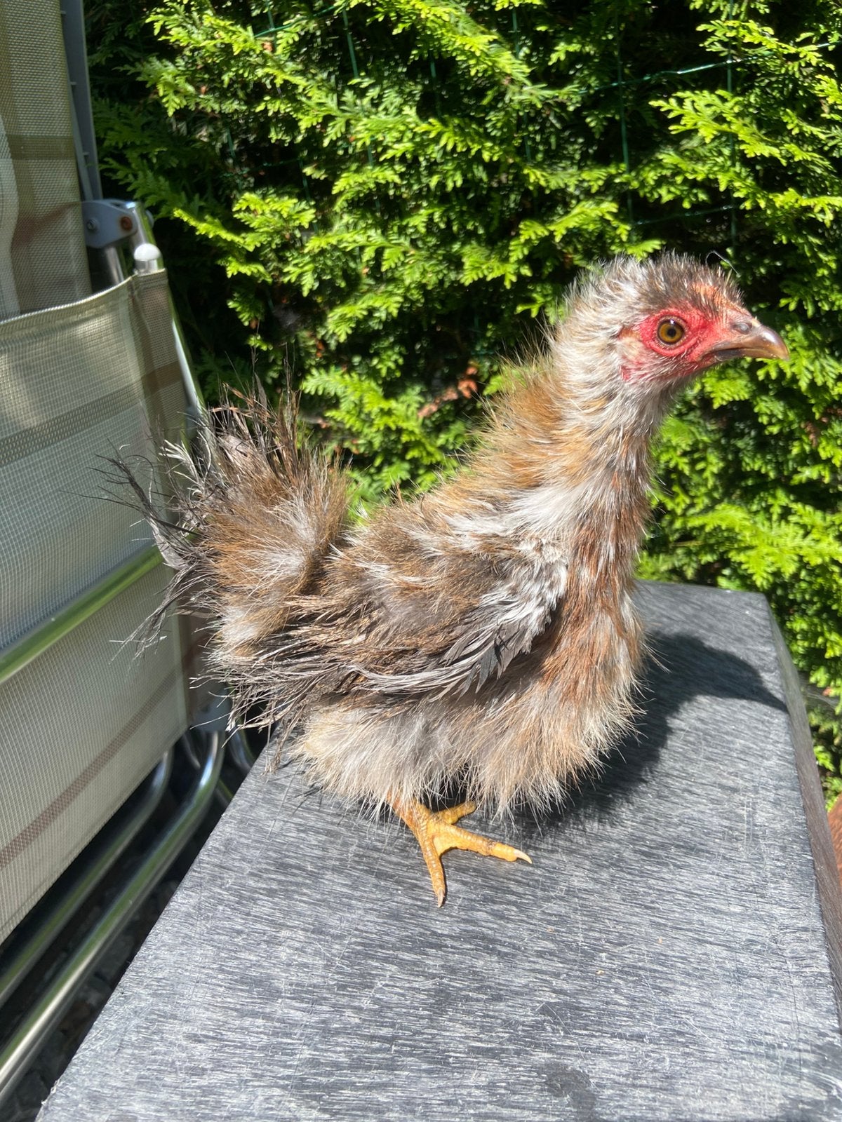 Zijdeveer krul serama hen van circa 12 weken, Dieren en Toebehoren, Pluimvee, Vrouwelijk, Kip