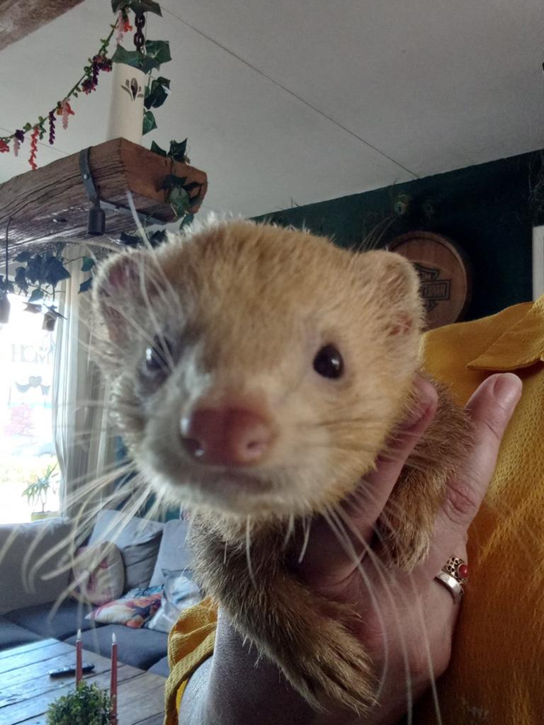 Fretten (gereserveerd), Mei, Meerdere dieren