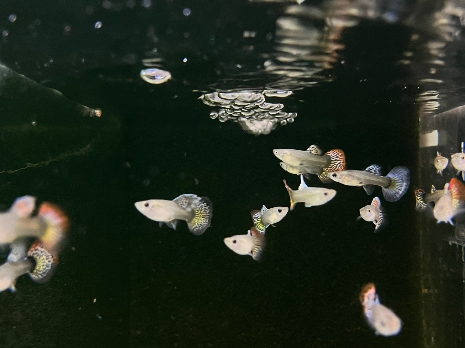 Veelkleurige guppy, Dieren en Toebehoren, Vissen | Aquariumvissen, Vis