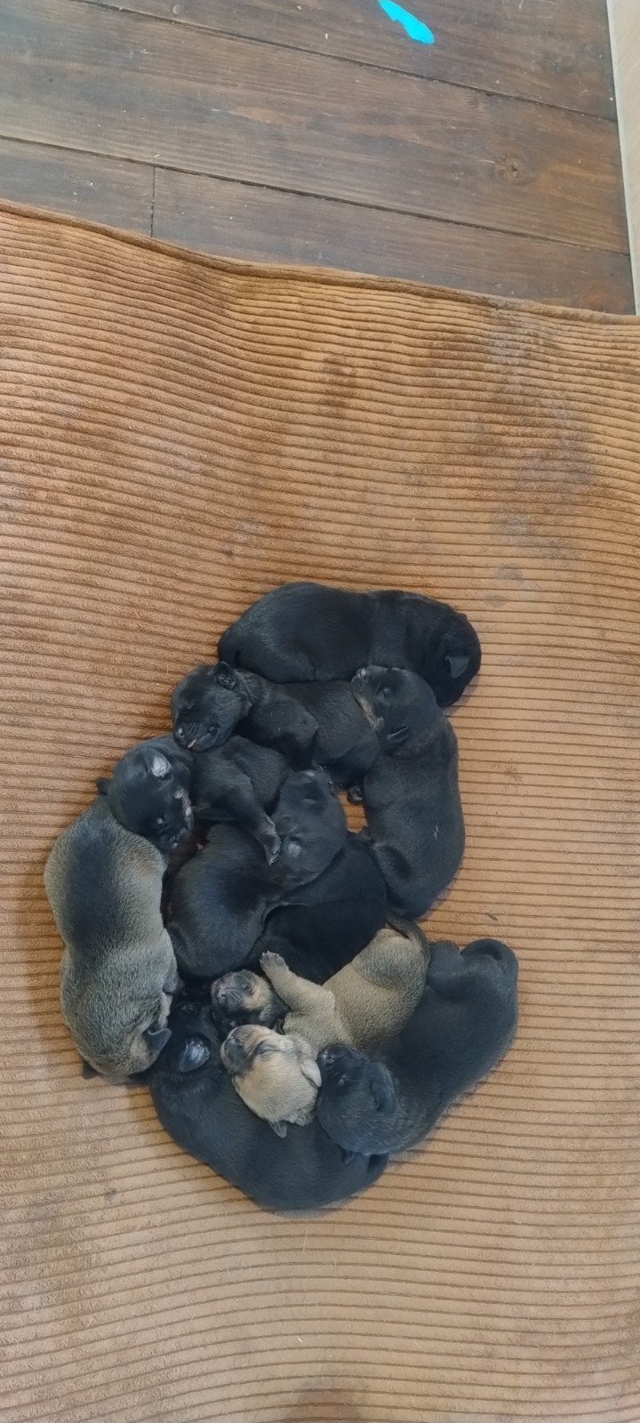 Rottweiler x Weimaraner/Rhodesian Ridgeback pups, Overige rassen, 8 tot 15 weken, Meerdere, Meerdere dieren