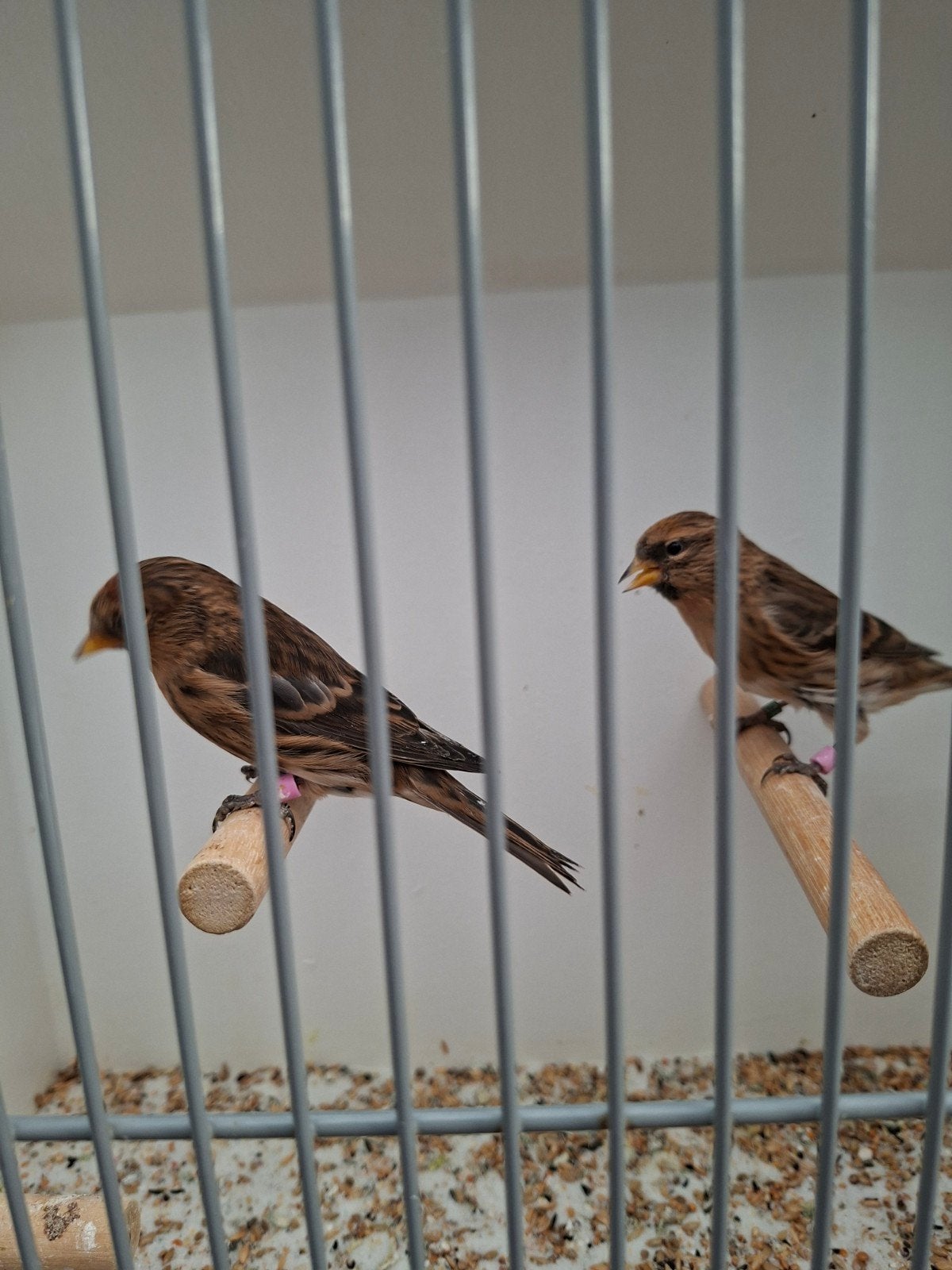 barmsijsen, Dieren en Toebehoren, Meerdere dieren, Wildzangvogel, Geringd