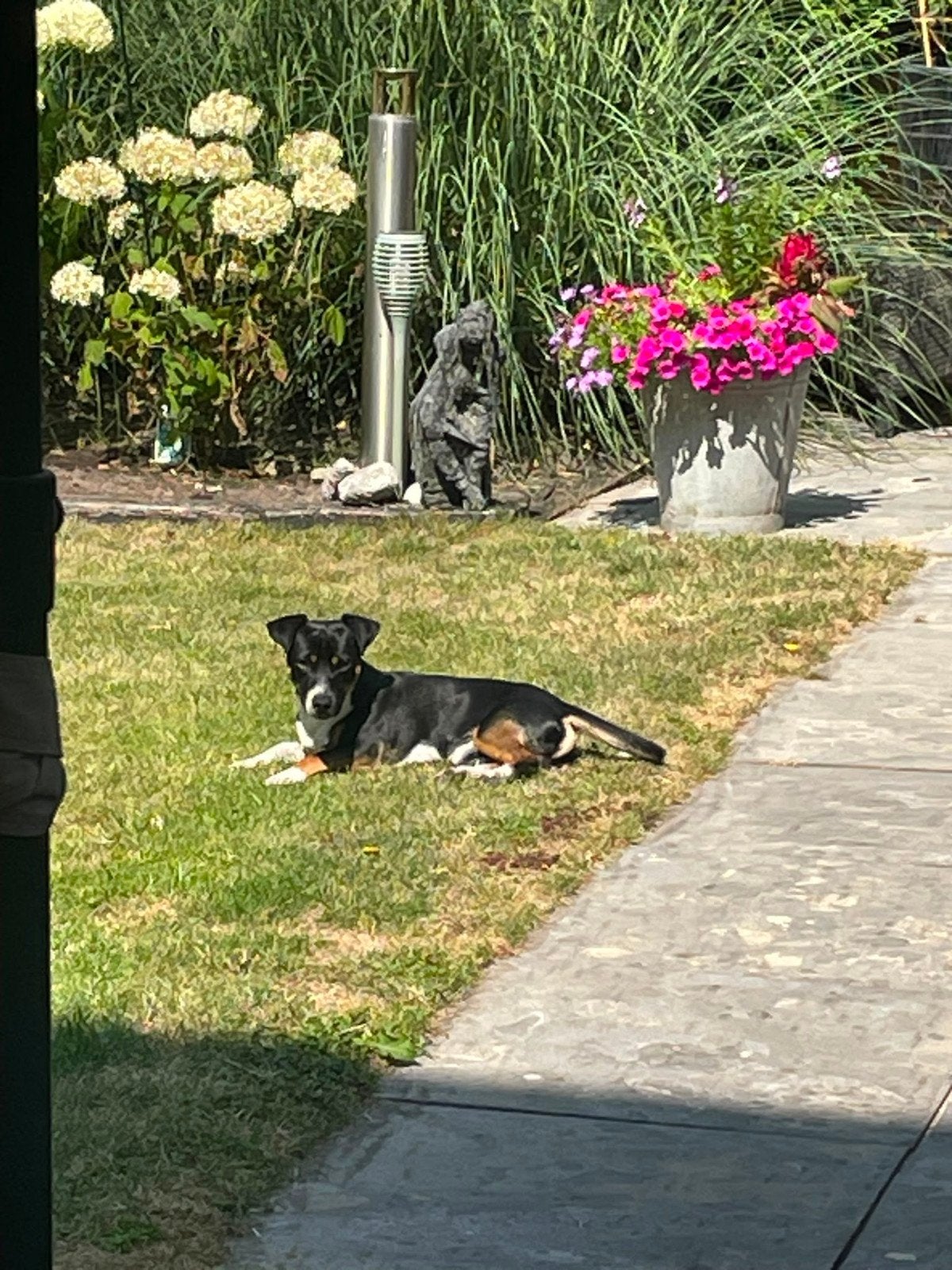 Aangeboden allerliefste dekreu, black and tan jack russel, Reu, 1 tot 2 jaar, Eén hond, Nederland