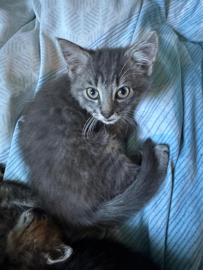 Kittens te koop, Dieren en Toebehoren, Katten en Kittens | Overige Katten, Kater, Kortharig, 0 tot 2 jaar