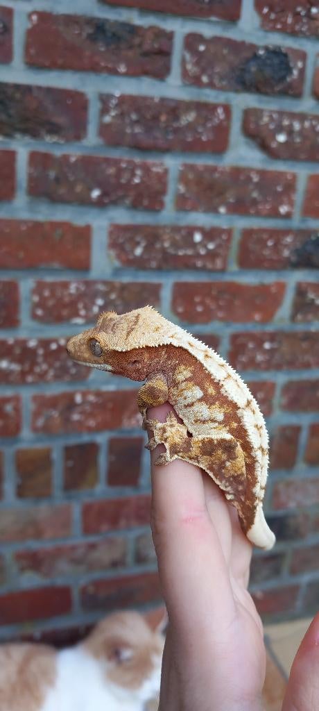 Lieve Red Drippy Whitewall Tricolor wimpergekko man, Dieren en Toebehoren, Reptielen en Amfibieën, Hagedis, Tam, 0 tot 2 jaar