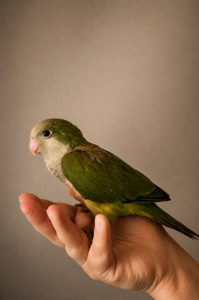 PRACHTIGE Tamme Muisparkieten Wildkleur 2026, Dieren en Toebehoren, Vogels | Parkieten en Papegaaien, Meerdere dieren, Parkiet