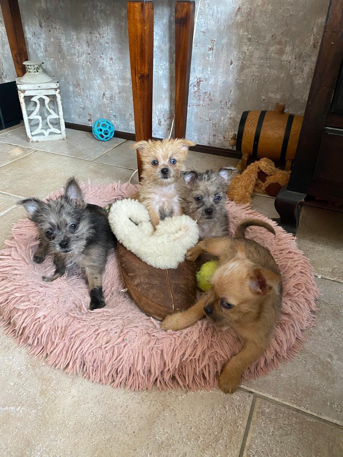 super lieve kleine boomer kruising puppys 🤍, Dieren en Toebehoren, Parvo, Overige rassen, 8 tot 15 weken, Meerdere