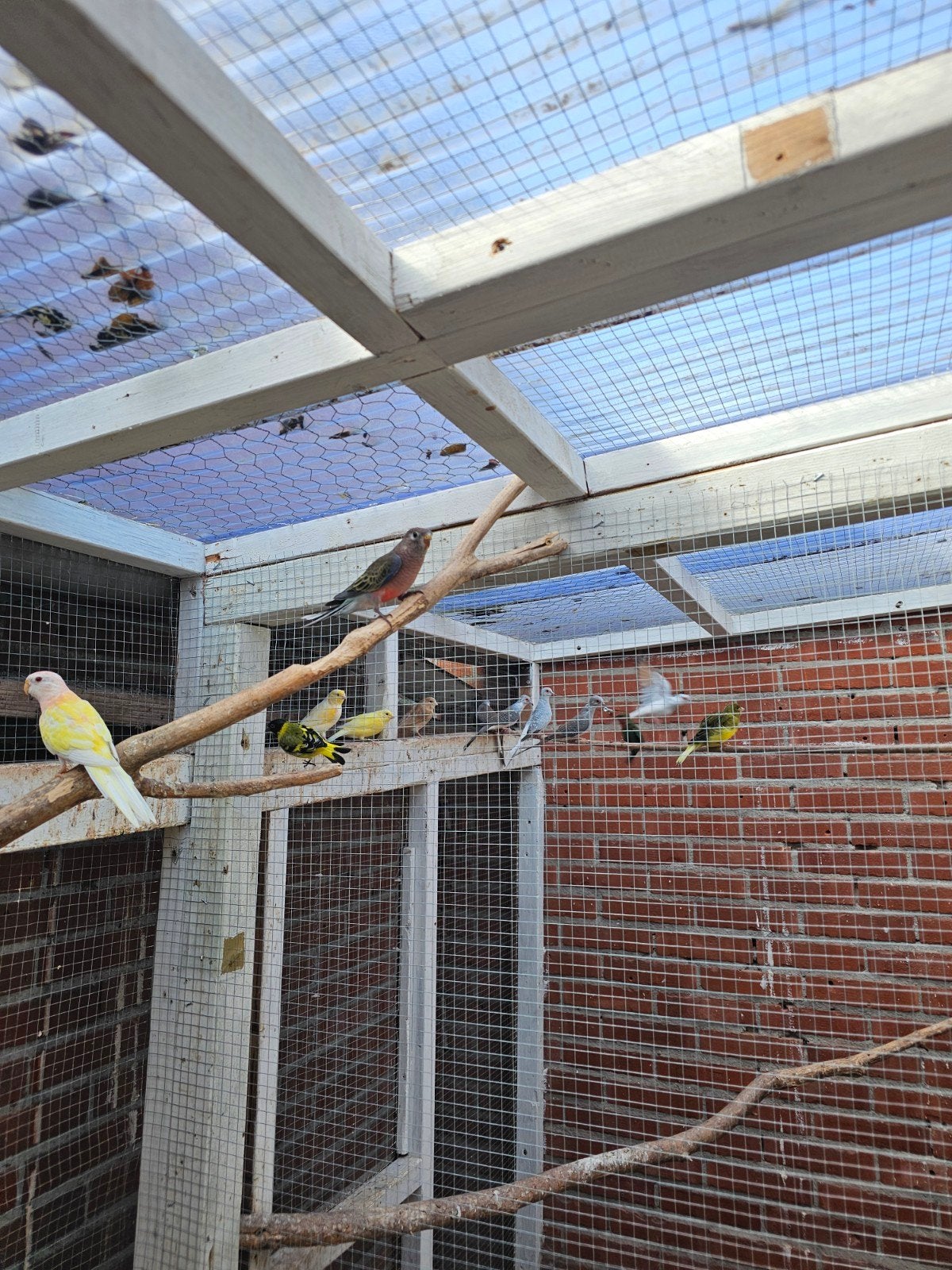 5 bonte diamanduiven, Meerdere dieren, Tropenvogel