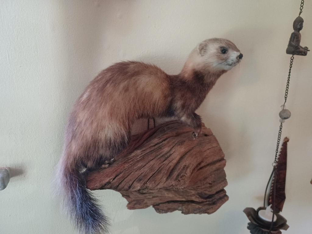 Opgezette bunzing, Ophalen of Verzenden, Zo goed als nieuw, Wild dier, Opgezet dier