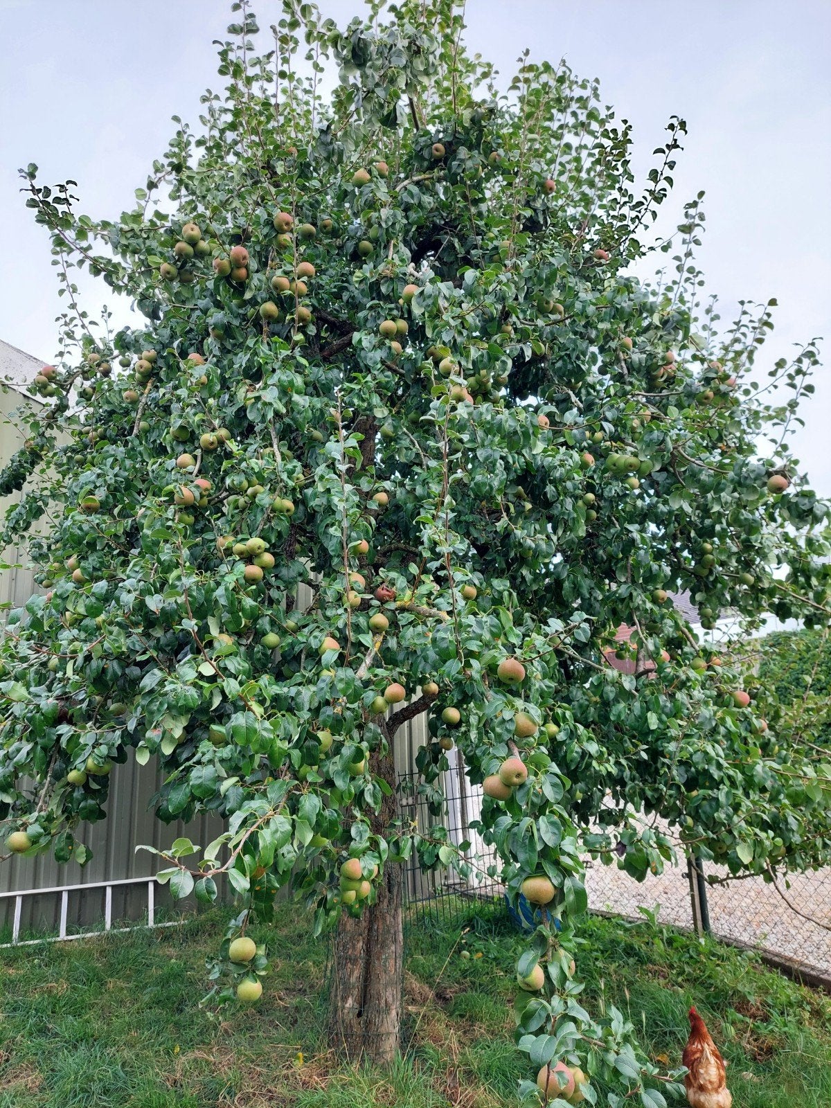 stoofperen brederode, Ophalen