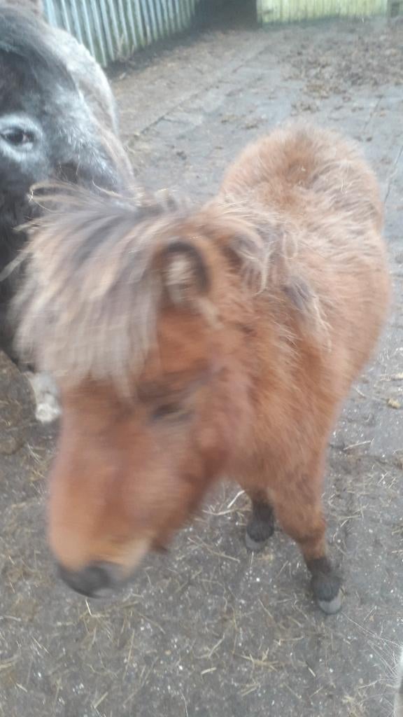 te koop 2 pony hengsten en merrie, Dieren en Toebehoren, Pony's, Meerdere dieren, Niet van toepassing, A pony (tot 1.17m), 0 tot 2 jaar
