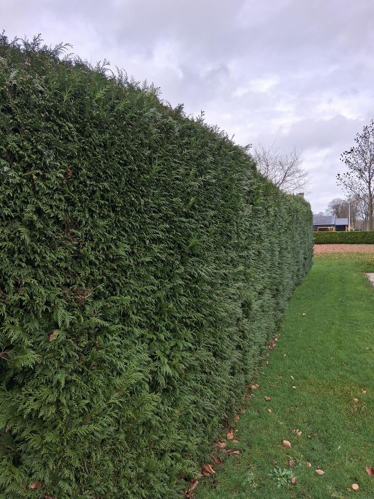 Coniferen haag, 2.5m hoog, 15m lang, Tuin en Terras, Planten | Struiken en Hagen, Ophalen of Verzenden
