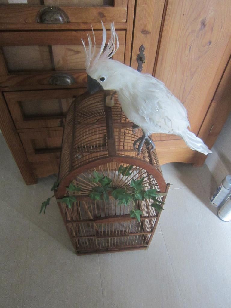 kaketoe nep, met sierlijke oude houten vogelkooi, Ophalen of Verzenden, Zo goed als nieuw, Hout, Vogelkooi