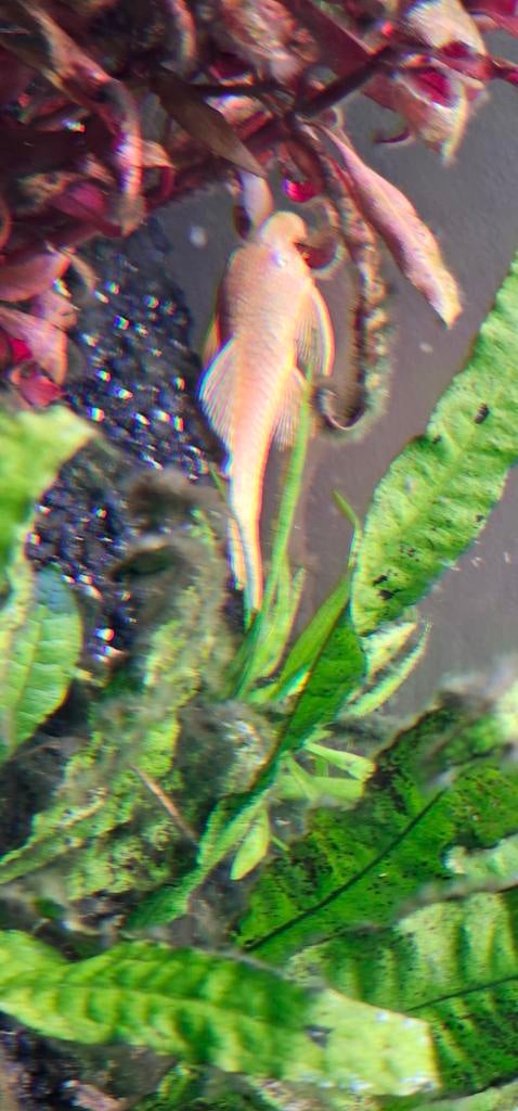1 mag weg, Dieren en Toebehoren, Vis
