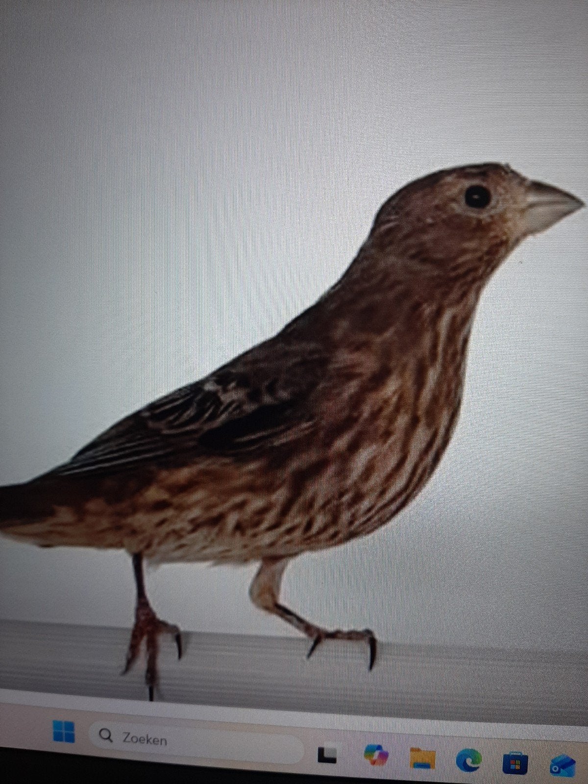 t.k. koppel Mexicaanse roodmussen 2026, Dieren en Toebehoren, Meerdere dieren, Zangkanarie