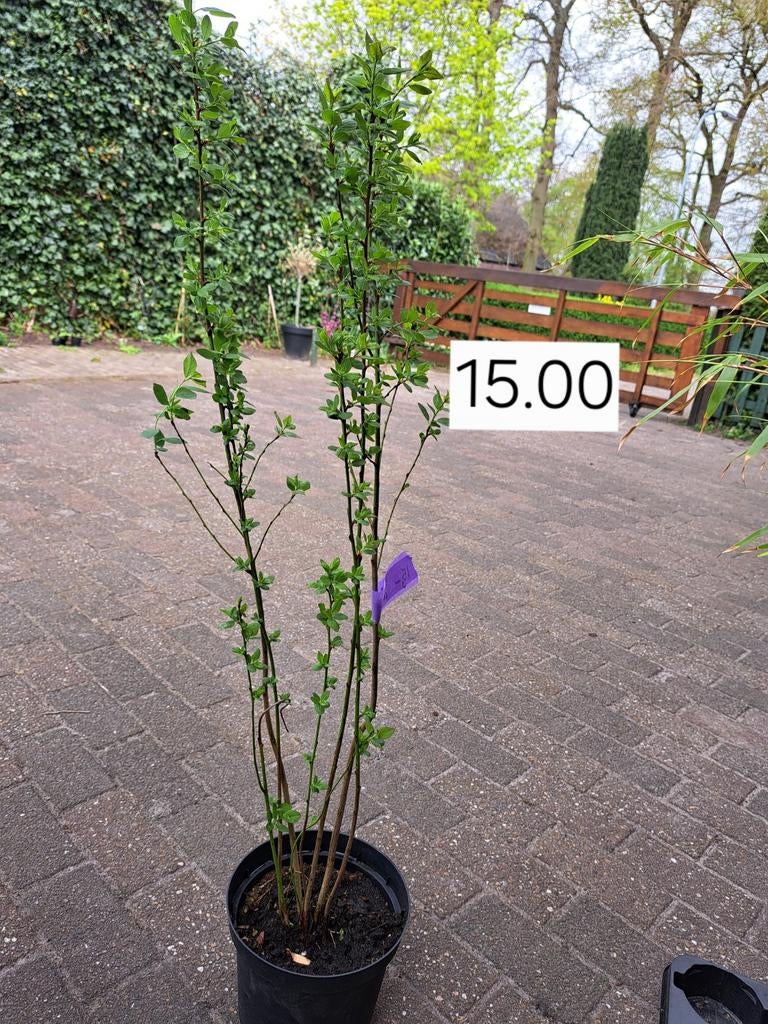Div wilde pruimenboompjes prunus insititia paars, Tuin en Terras, Planten | Fruitbomen, Ophalen, Minder dan 100 cm, Overige soorten