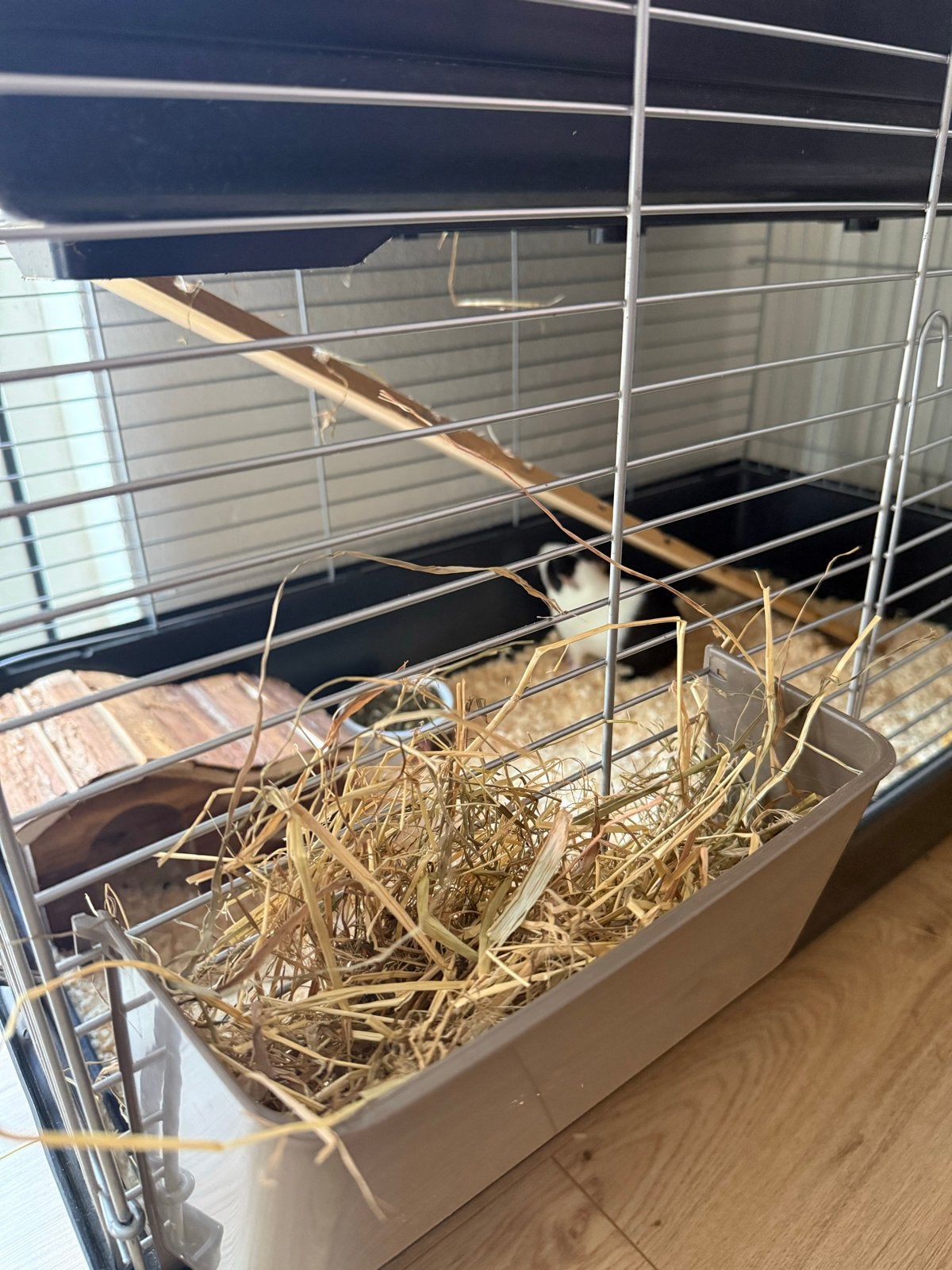 3 lieve cavia’s + compleet verblijf te koop, Dieren en Toebehoren, Knaagdieren en Konijnen | Hokken en Kooien, Zo goed als nieuw