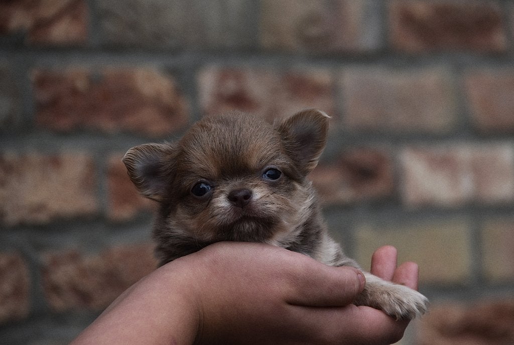 Stamboom langharige chihuahua pups, Dieren en Toebehoren, België, 8 tot 15 weken, Meerdere, Meerdere dieren