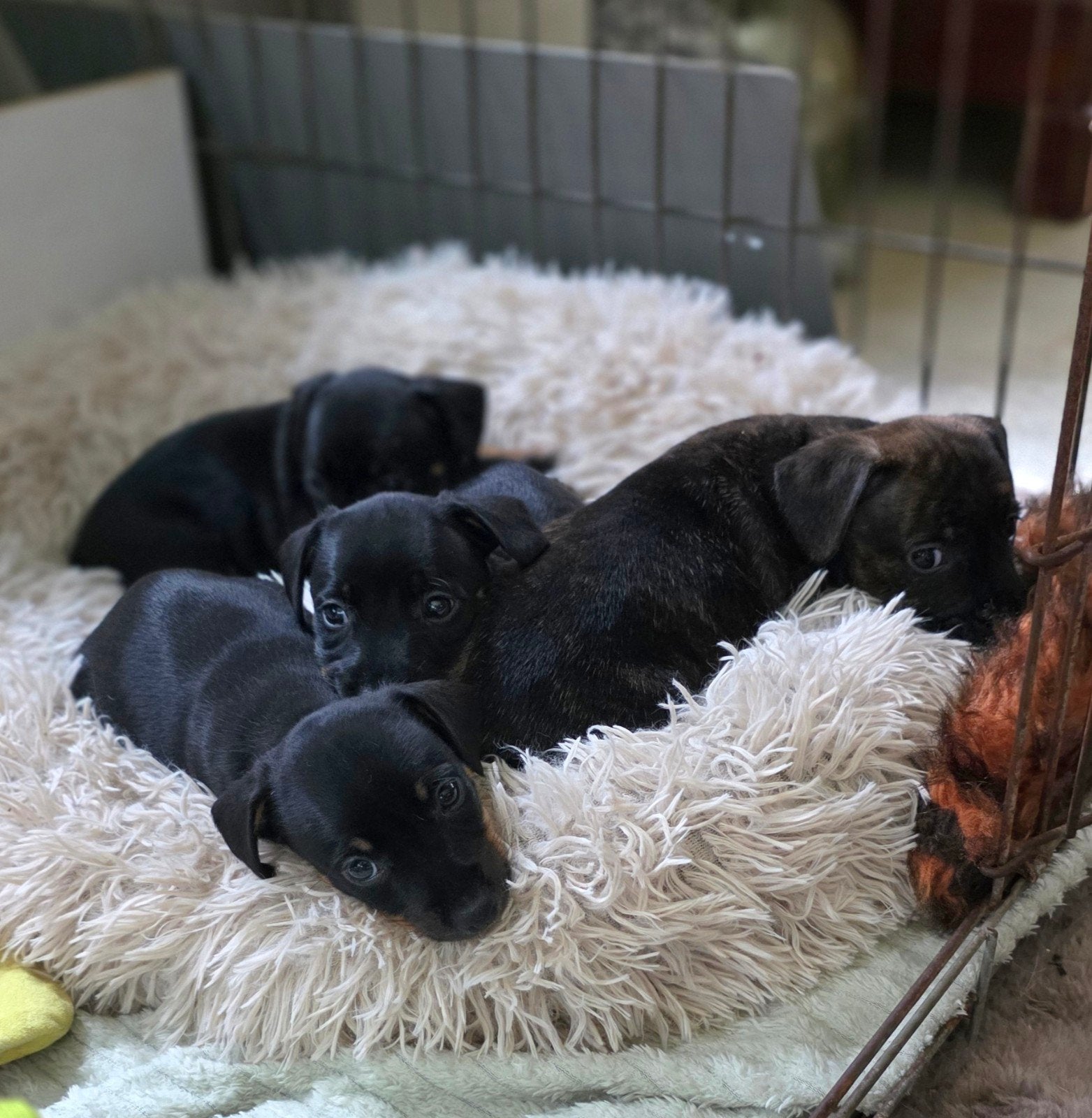 Jack Russel pups, Parvo, Jack Russell Terriër, 8 tot 15 weken, Meerdere