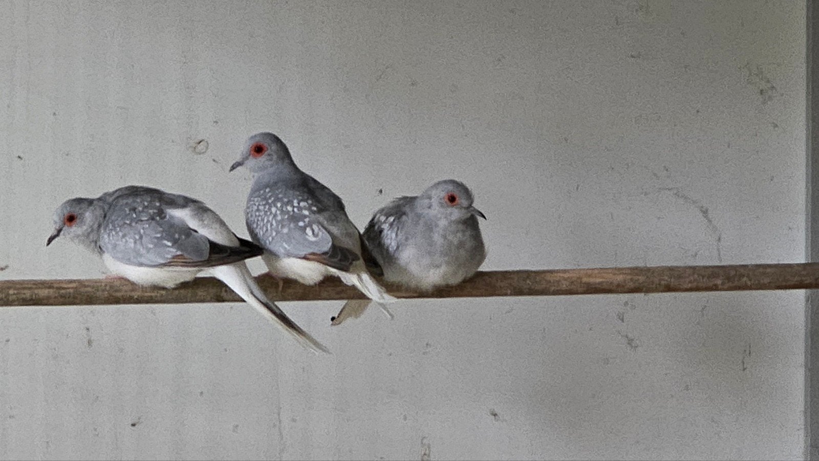 2 koppeltjes diamantduifjes, Dieren en Toebehoren, Meerdere dieren