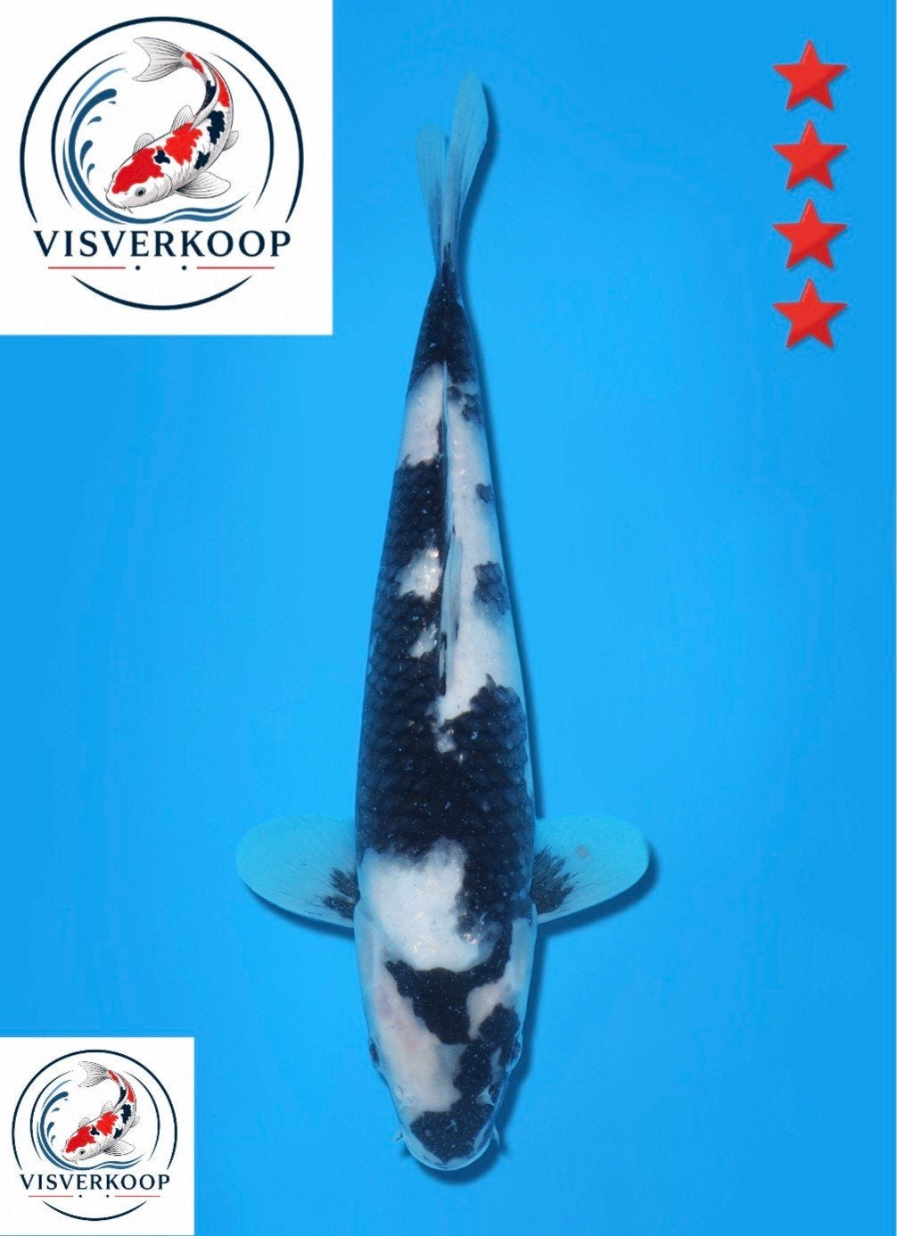 Koi Shiro utsuri., Karper of Koi