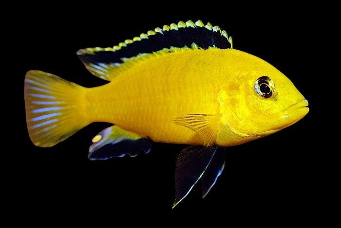 Malawi Cichliden: Labidochromis caeruleus Gold, Dieren en Toebehoren, Vis, Zoetwatervis