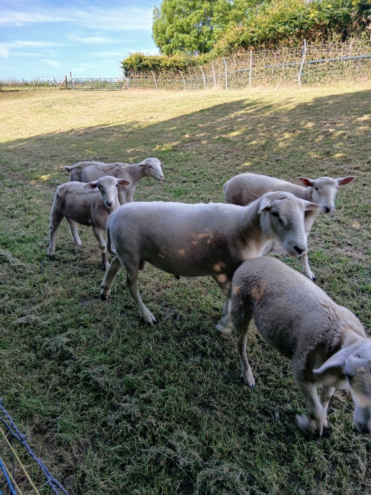 Ruischapen nolana, Mannelijk, Schaap