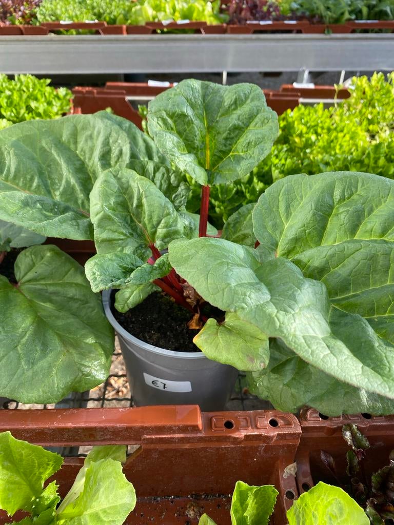 Rabarber 'Framboos' - Heerlijke, roodstelige rabarber, Ophalen, Volle zon, Vaste plant, Bloeit niet