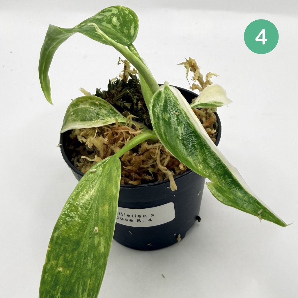 Philodendron Billietiae x José Buono Variegated, Huis en Inrichting, Kamerplanten, Verzenden, Halfschaduw, Minder dan 100 cm