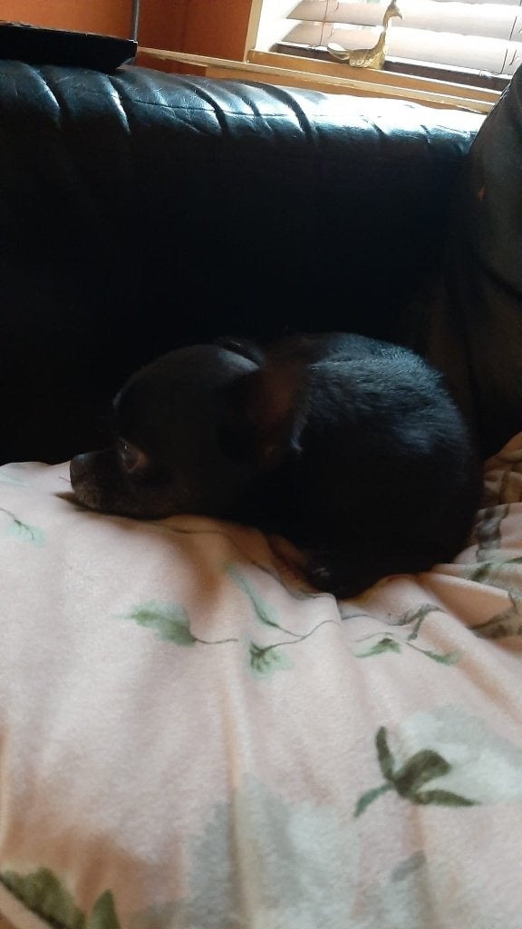 Warme mand  gezocht voor onze lieve chihuahua., Parvo, Nederland, Reu, 1 tot 2 jaar