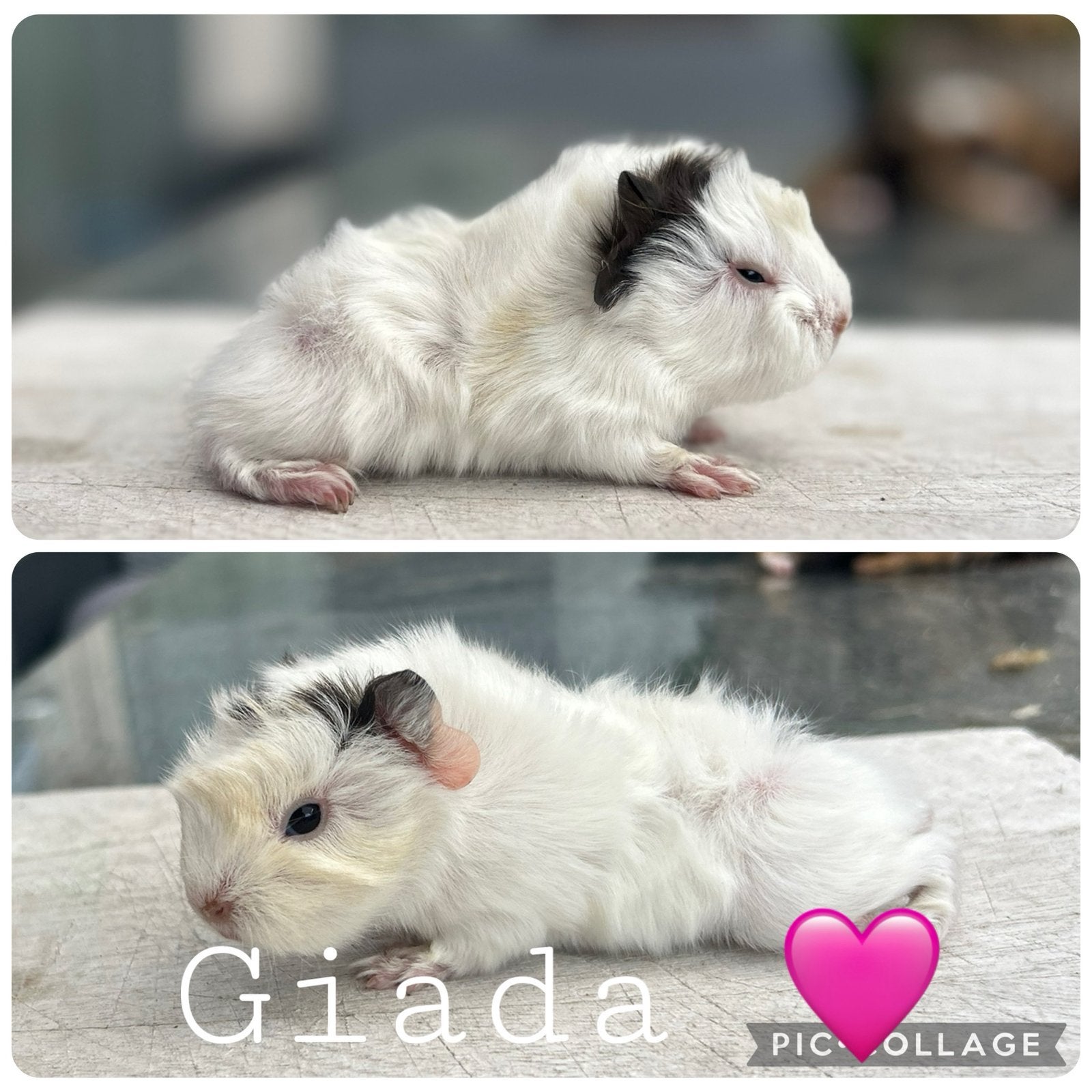 Choco peruvian cavia’s, Dieren en Toebehoren, Knaagdieren, Meerdere dieren, Cavia, Juni
