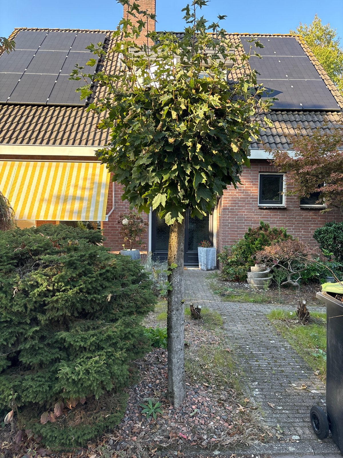 2 Boompjes van 3 meter hoog, Tuin en Terras, Ophalen, Overige soorten, 250 tot 400 cm