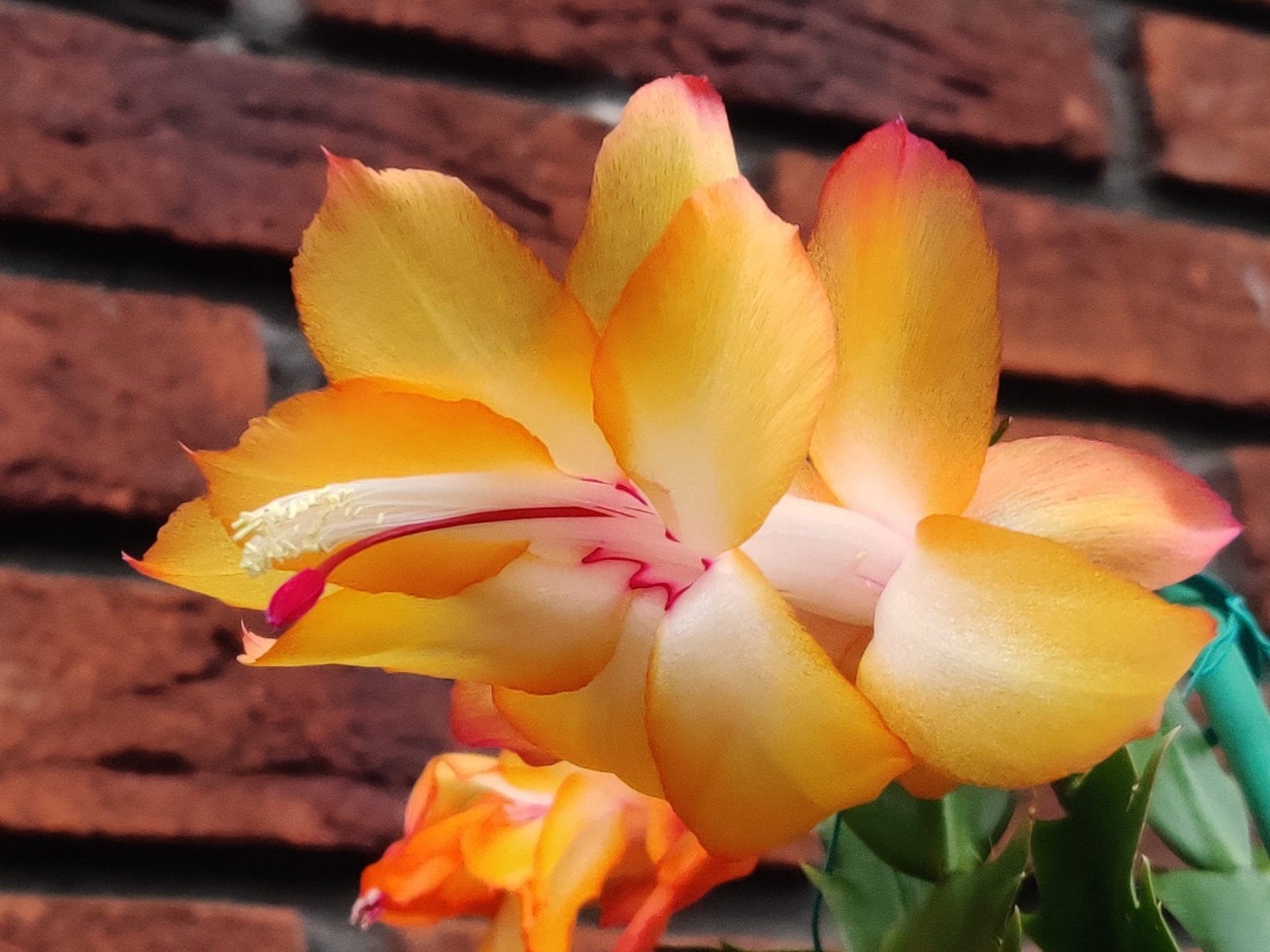 Schlumbergera reginae 'Amazon Sunset' (queen) stek ongeworte, Verzenden, Halfschaduw, Minder dan 100 cm