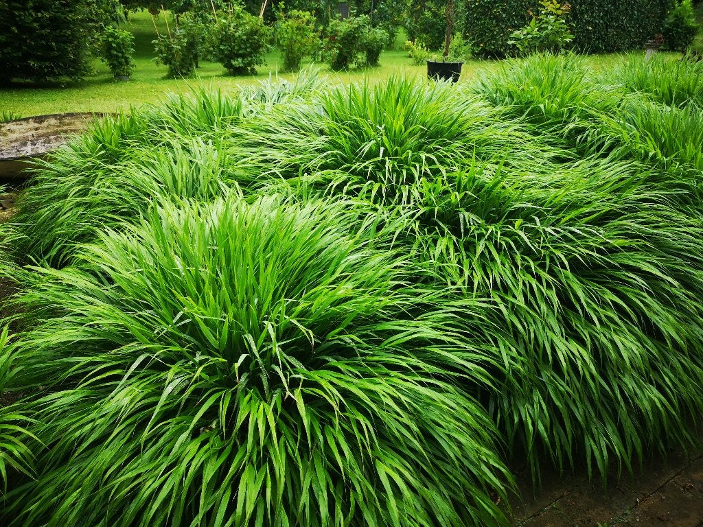 Japans berggras (Hakonechloa macra) Siergras, onderhoudsvrij, Ophalen, Siergrassen, Volle zon