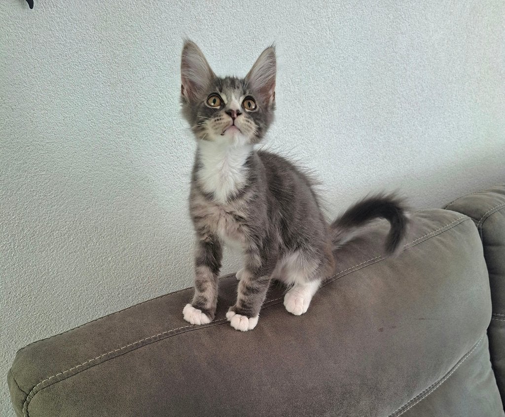 maine coon kittens, Dieren en Toebehoren, Katten en Kittens | Raskatten | Langhaar, Meerdere dieren, Ontwormd, 0 tot 2 jaar