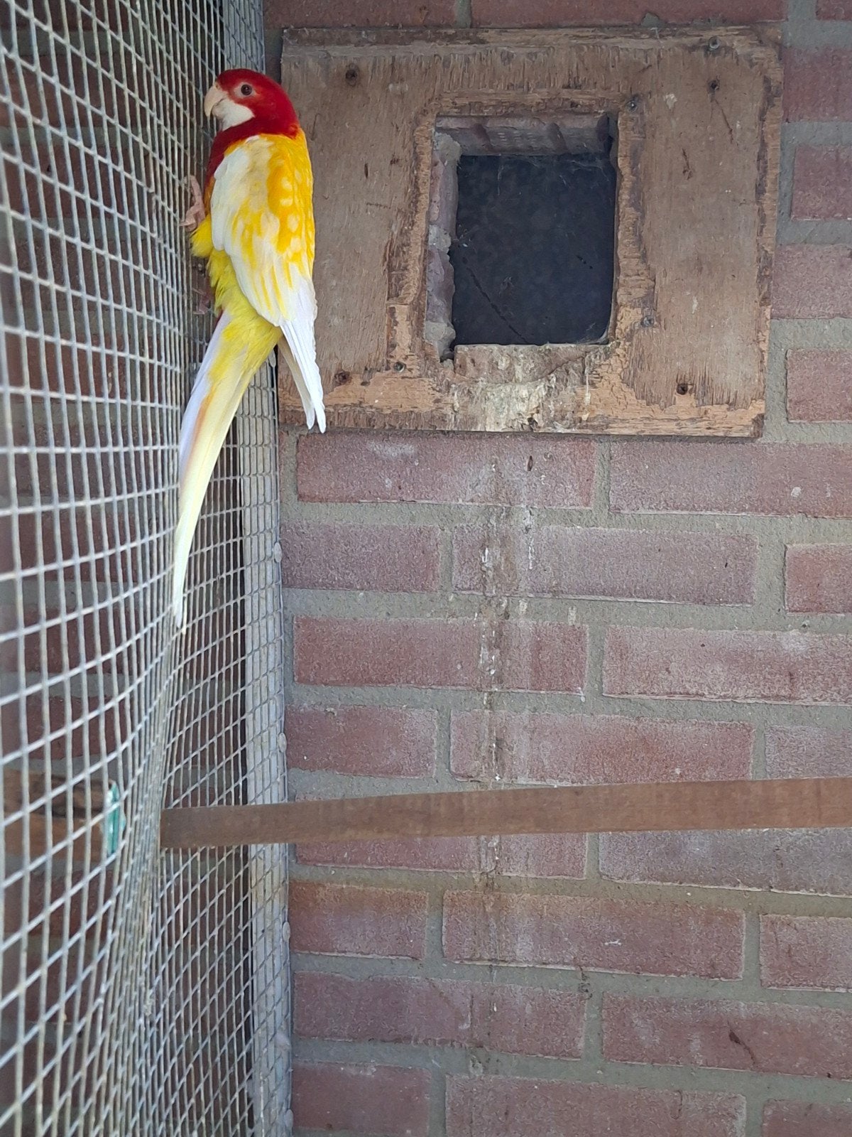 mooie rossela man, Dieren en Toebehoren, Vogels | Parkieten en Papegaaien, Mannelijk, Parkiet