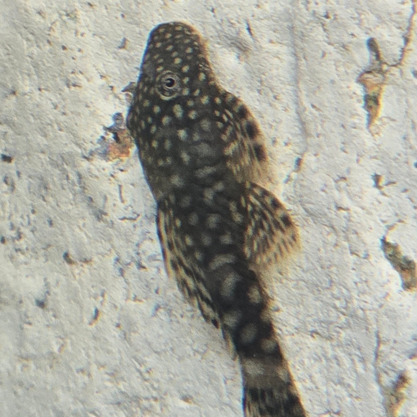 baby ancistrus, Dieren en Toebehoren, Vis
