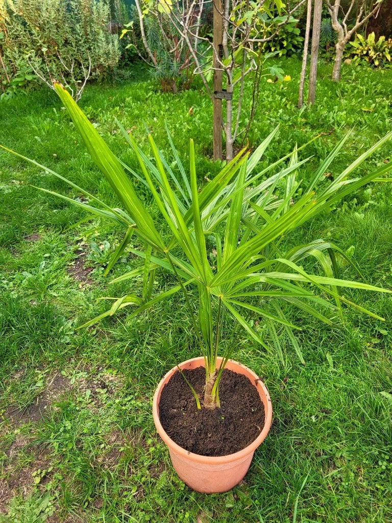 Palmboom te koop, Tuin en Terras, Bloeit niet, Minder dan 100 cm, Palmboom, Ophalen