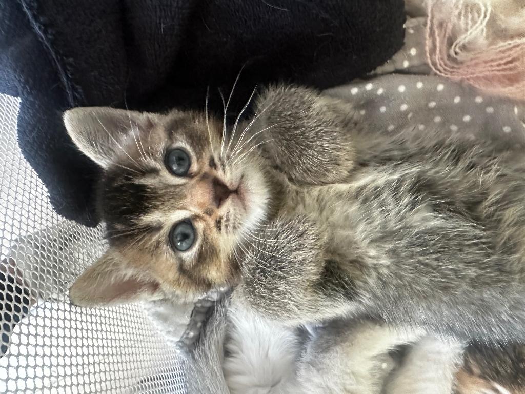 Brits korthaar x main coon, Kater, Ontwormd, 0 tot 2 jaar
