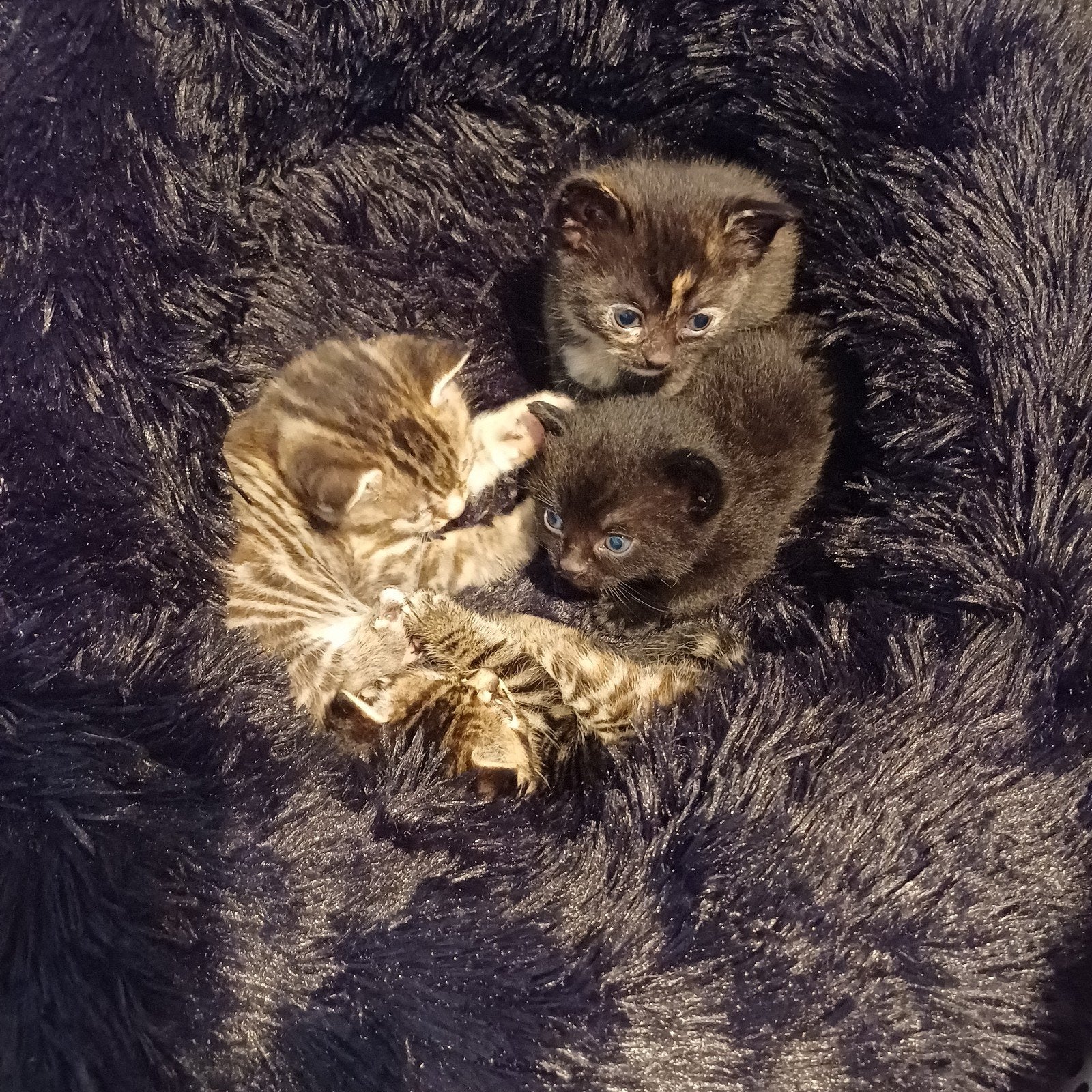 4 kittens zoeken gouden mandje over 2/3 weken, Dieren en Toebehoren, Meerdere dieren, Ontwormd