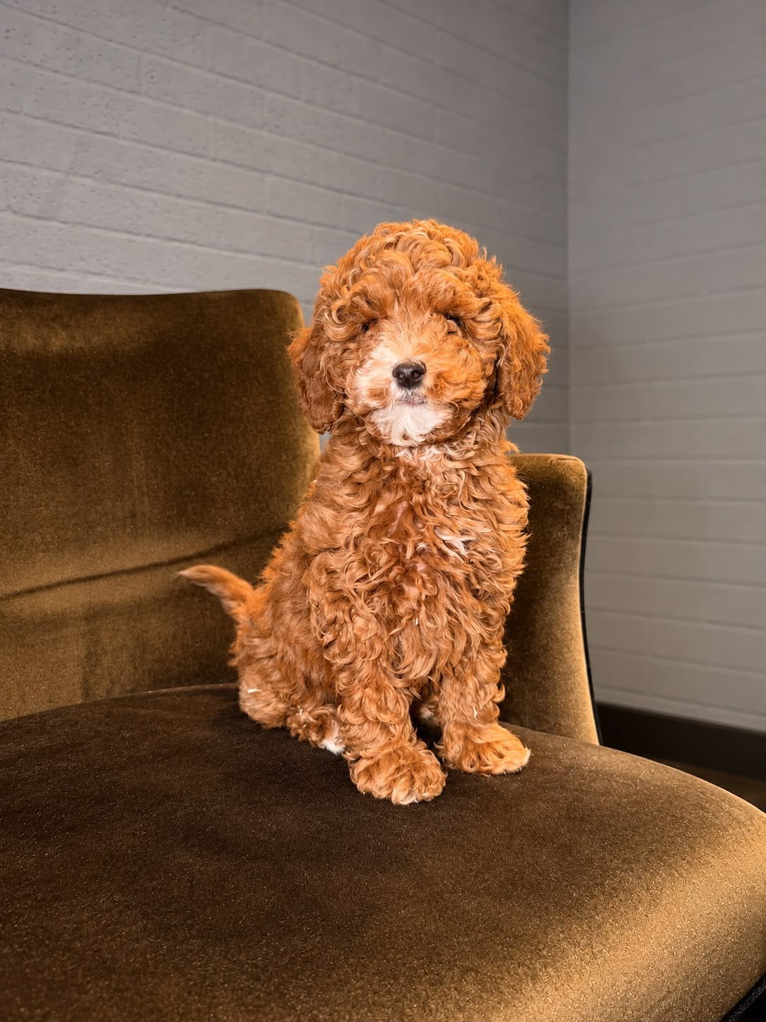 Maltipoo, Dieren en Toebehoren, 8 tot 15 weken, Meerdere, Meerdere dieren, Klein
