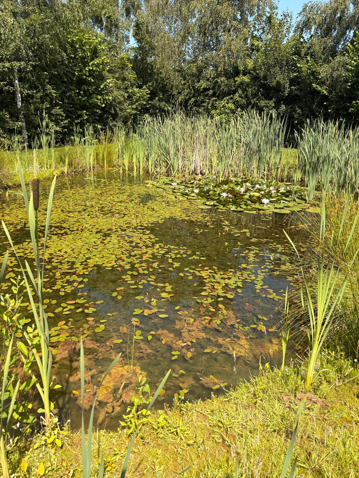 Vijver zuurstofplanten, waterlelies voor een heldere vijver, Tuin en Terras, Vijvers, Ophalen, Nieuw