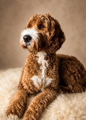 Australian labradoodle, Dieren en Toebehoren, België, Fokker | Hobbymatig, Overige rassen, 1 tot 2 jaar