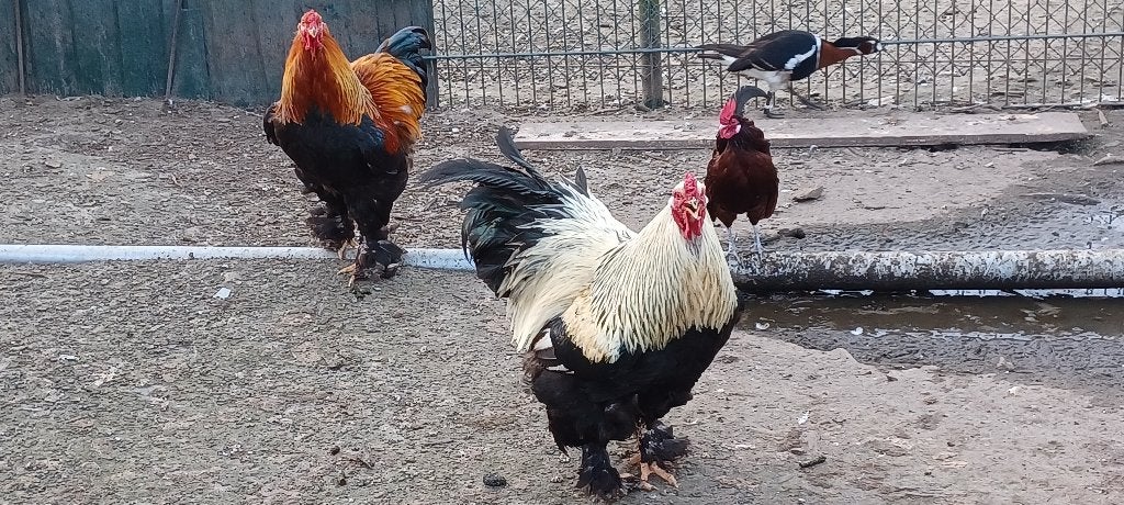 Brahma hanen, Mannelijk, Kip
